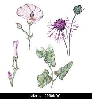 Aquarellfarben-Illustrationen von Binderweed-, Maisblüten- und Binderweed-Blättern Stockfoto