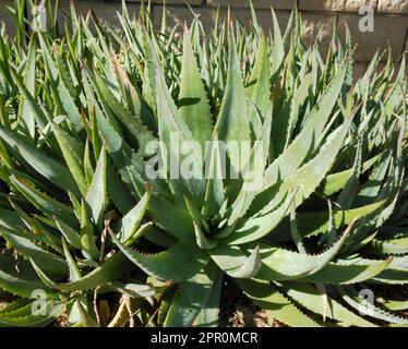 Nahaufnahme der grünen Blätter von Aloe Vera, tropische Pflanze, die grüne Blätter von Aloe Vera als Hintergrund bildet. Stockfoto