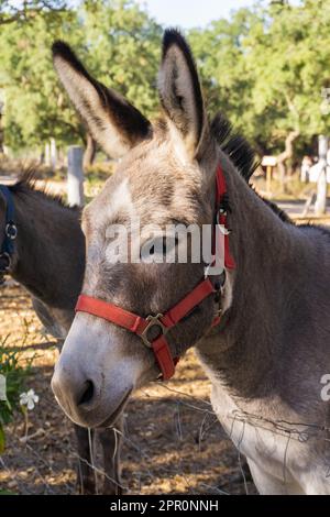 Süßer Esel auf einer Farm mit einem roten Zauber aus der Nähe Stockfoto