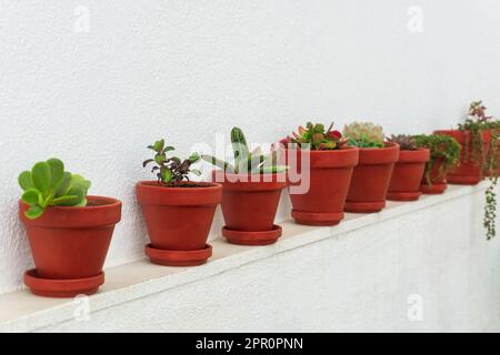 Sukkulentenreihe in Keramiktöpfen vor weißem Wandhintergrund Stockfoto