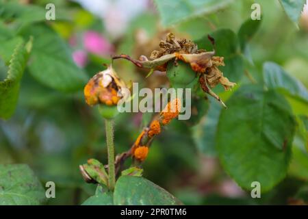 Krankheit der Pflanze in der Familie Rosaceae. Schäden durch Rostrost. Phragmidium tuberculatum. Von Zierrosenbaum satt. Pflanzenparasiten. Das Konzept von Stockfoto