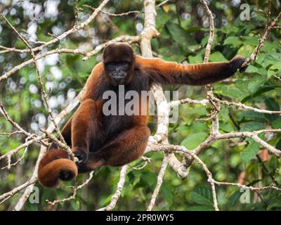 Woolly (Chorongo) Affe in Amazonien, Amazonien, Pacaya Samiria National Reserve, Peru, Südamerika. Stockfoto