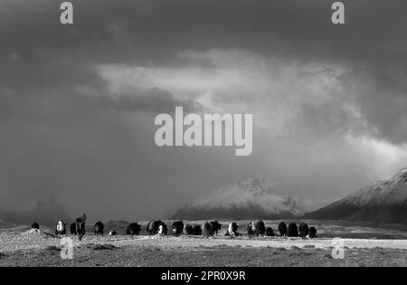 Ein DROKPA (tibetischer Nomad) bringt seine Yaks auf DEM TIBETISCHEN PLATEAU - südliche Route zum KAILASH, TIBET Stockfoto