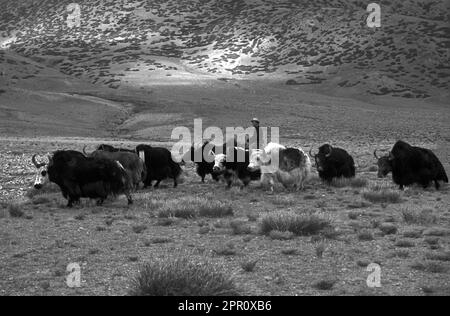 Ein tibetischer Nomad (DROKPA) hält YAKS auf seinem PFERD - südliche Route zum KAILASH, TIBET Stockfoto