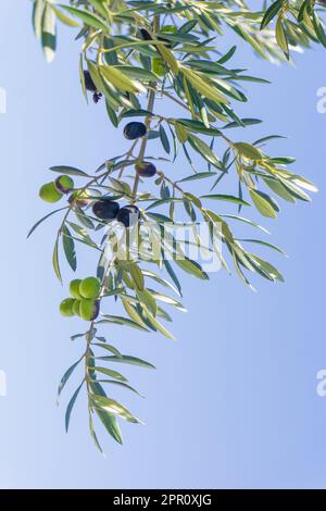 Oliven, die auf einem Ast in einem Olivenhain aus der Nähe reifen Stockfoto