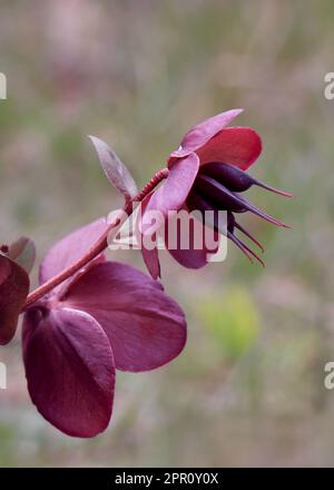 Blühende rote Blume Helleborus orientalis Montsegur Stockfoto