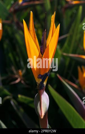 Leuchtend orangefarbene strelitzia-Blume in den Sonnenstrahlen Stockfoto