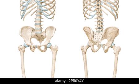 Becken- oder Beckenringknochen Vorder- und Rückansicht 3D-Darstellung isoliert auf Weiß mit Kopierbereich. Menschliche Skelettanatomie, medizinisches Diagramm Stockfoto