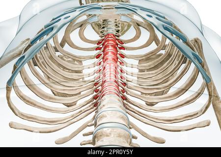 Brustwirbel in roter Farbe mit Darstellung des Körpers 3D isoliert auf weiß mit Kopierbereich. Menschliches Skelett und Wirbelsäulenanatomie, medizinisches Diagr Stockfoto