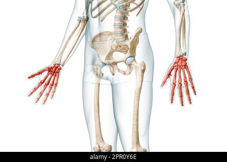 Handknochen in roter Farbe mit Darstellung des Körpers 3D isoliert auf weiß mit Kopierbereich. Anatomie des menschlichen Skeletts, medizinisches Diagramm, Osteologie, sk Stockfoto