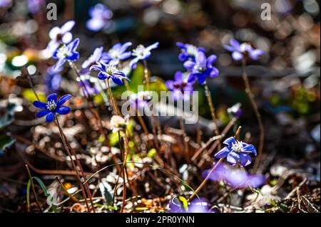 Anemonoides blanda, syn. Anemone blanda, die Balkan-Anemone, Windblume, Nahaufnahme, selektiver Fokus Stockfoto