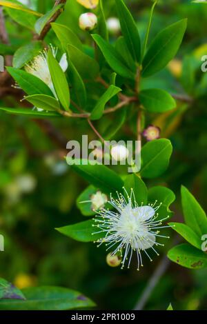 Blühende Myrtenzweige mit kleinen weißen Blüten aus nächster Nähe Stockfoto