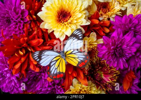 Buntes Schmetterling Auf Pom Bouquet Stillleben Stockfoto