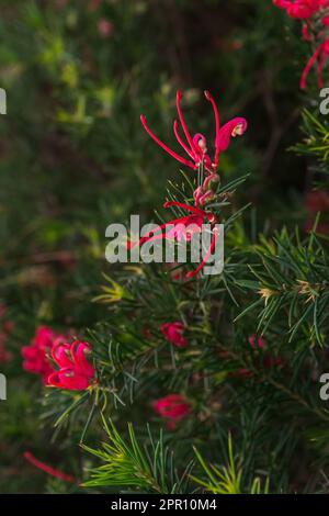Blühende Zweige von rosa Grevillea-Rosmarin aus der Nähe Stockfoto