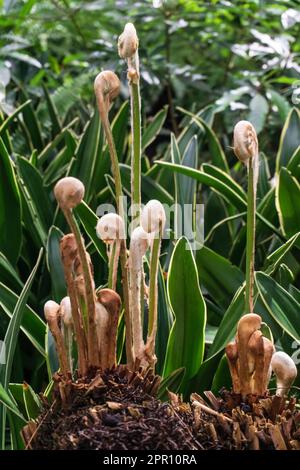 Junge Triebe eines Farns im Wald aus der Nähe Stockfoto