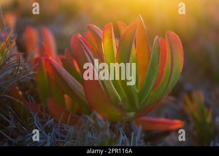 Farbenprächtiger, sukkkkkulenter Carpobrotus chilensis in den Strahlen der untergehenden Sonne aus nächster Nähe Stockfoto