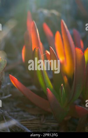 Mehrfarbige, saftige Blätter von Carpobrotus chilensis in der Nähe der Sonnenuntergangsstrahlen Stockfoto