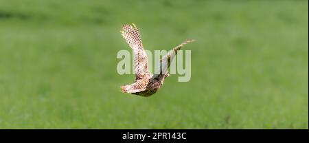 Henne Fasan im Flug, grüner Wiesenhintergrund Stockfoto