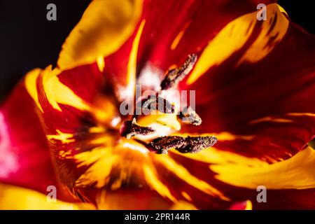 Der innere Teil einer Tulpenblume mit zart gestreiften rot-gelben Blütenblättern. Makrofoto eines Tulpenherzens mit gelbem Pistil und Stäbchen. Blumenhintergrund Stockfoto