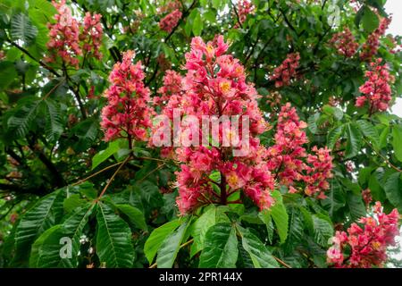 Leuchtend rote Blüten der Rosskastanie vor dem Hintergrund grüner Kastanienblätter. Heilpflanzen-Rosskastanienblüten im Frühling im Stockfoto