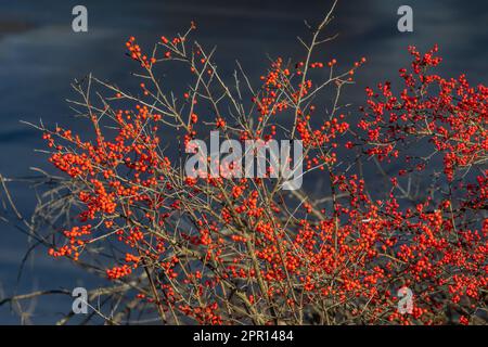 Winterberry, Ilex Verticillata, Sträucher mit roten Beeren in Zentral-Michigan, USA Stockfoto