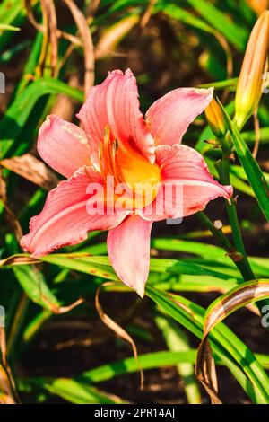 Wunderschöne pinkfarbene lilienblume auf unscharfem Hintergrund. Im Sommer rostet es tagsüber. Foto mit geringer Schärfentiefe. Stockfoto