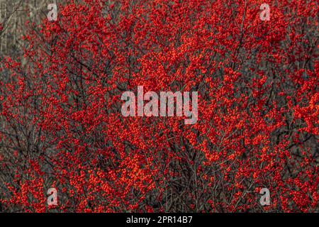 Winterberry, Ilex Verticillata, Sträucher mit roten Beeren in Zentral-Michigan, USA Stockfoto