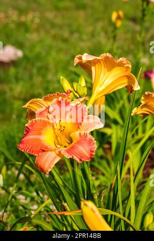 Wunderschöne orangefarbene lilienblume auf einem unscharfen Hintergrund. Im Sommer rostet es tagsüber. Foto mit geringer Schärfentiefe. Stockfoto