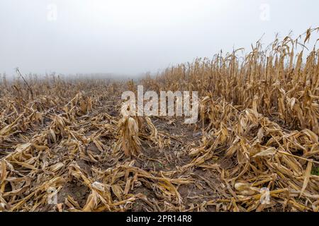 Amish-Maisfeld im Zentrum von Michigan, USA Stockfoto