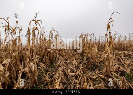 Amish-Maisfeld im Zentrum von Michigan, USA Stockfoto