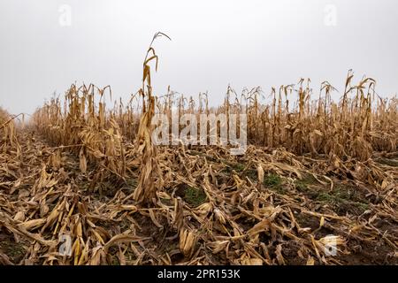 Amish-Maisfeld im Zentrum von Michigan, USA Stockfoto