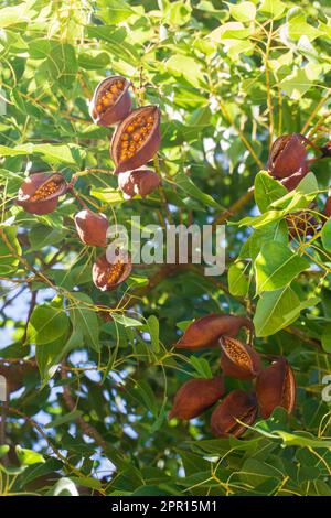 Braune Schoten mit Samen auf den Zweigen eines Brachychitonbaums Stockfoto