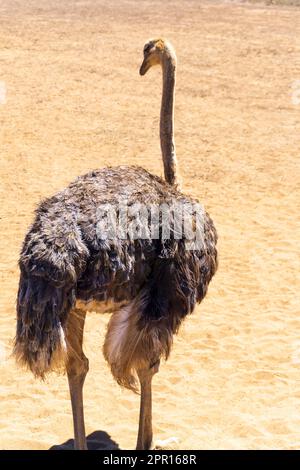 Strauß in der Wüste auf einem Sandhintergrund aus nächster Nähe Stockfoto