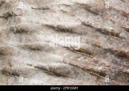 Glatter Stamm einer Palme, Nahaufnahme des Hintergrunds Stockfoto