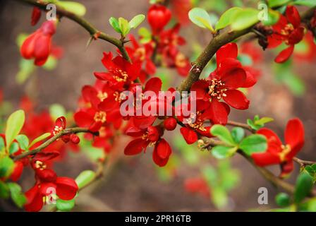 Chaenomeles japonica, auch japanische Quitte oder Maule-Quitte genannt, ist ein Strauch, der im Frühling blüht und rote Blumen hat. Stockfoto