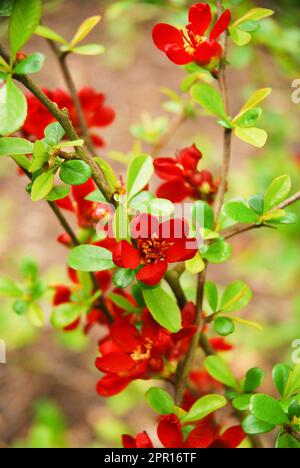 Chaenomeles japonica, auch japanische Quitte oder Maule-Quitte genannt, ist ein Strauch, der im Frühling blüht und rote Blumen hat. Stockfoto