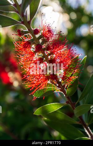 Ungewöhnliche rote Kallistemon-Komboynensis-Blüte im Sonnenlicht-Nahaufnahme Stockfoto