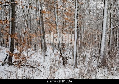 Heaby hat diesen Wald in Zentral-Michigan, USA, in die Luft gejagt Stockfoto