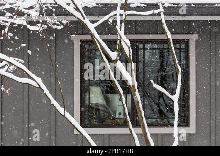 Schneebedeckte Serviceberry vor meinem Haus während eines Schneesturms in Central Michigan, USA Stockfoto
