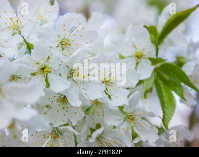 Weiße Mirabelle oder Prunus Domestica Blüten, die im Frühling auf einem Pflaumenbaum in einem Garten blühen. Nahaufnahme frischer und empfindlicher Obstpflanzen Stockfoto