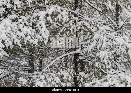 Schneebedeckte Eastern White Pines bei einem Schneesturm in Zentral-Michigan, USA Stockfoto