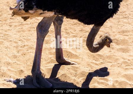 Strauß in der Wüste auf dem Hintergrund des Sandes Stockfoto