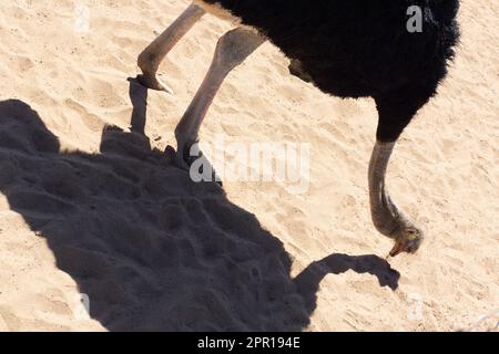 Strauß in der Wüste auf dem Hintergrund des Sandes Stockfoto