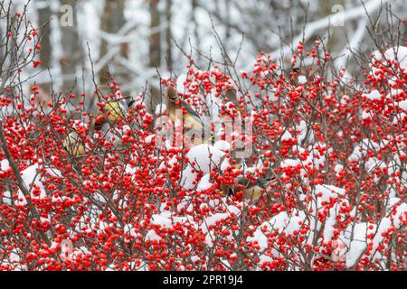 Nach dem frischen Schneefall in Zentral-Michigan, USA, nährt sich Winterberry, Ilex Verticillata Stockfoto