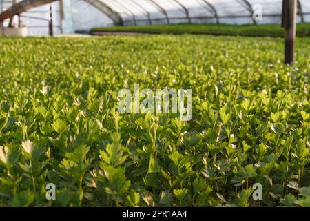 Setzlinge in einem Gewächshaus, die für die Anpflanzung auf dem Feld vorbereitet werden Stockfoto