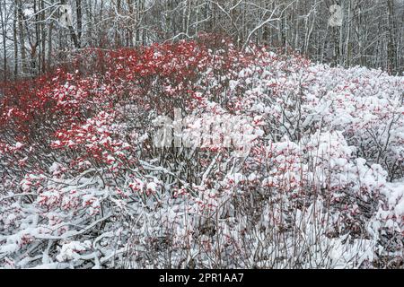 Winterberry, Ilex Verticillata, Sträucher; die Hälfte der Beeren, die durch die Flügel einer Herde von Zedernwachs in Zentral-Michigan, USA, freigelegt wurden Stockfoto