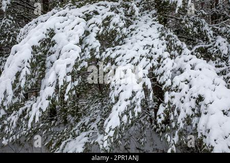 Schneebedeckte Eastern White Pine bei einem Schneesturm in Zentral-Michigan, USA Stockfoto