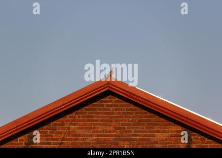 Eine Taube in einem ländlichen Gebiet Stockfoto
