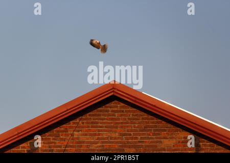 Eine Taube in einem ländlichen Gebiet Stockfoto