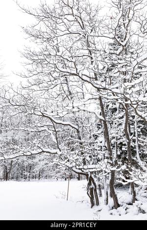 Schneebedeckte Sassafrass, Sassafras albidum, Bäume im Zentrum von Michigan, USA Stockfoto